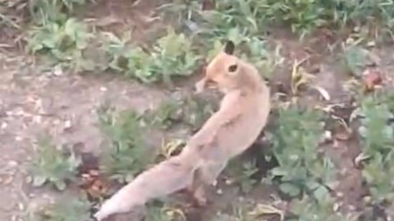 Aç kalan tilki evin bahçesine kadar girdi