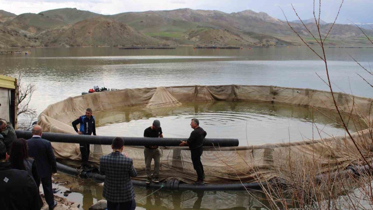 Tercan Baraj Gölüne milyonlarca yavru balık bırakılacak