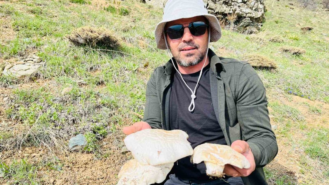 2 bin rakımın üzerinde yetişen mantarları topluyorlar