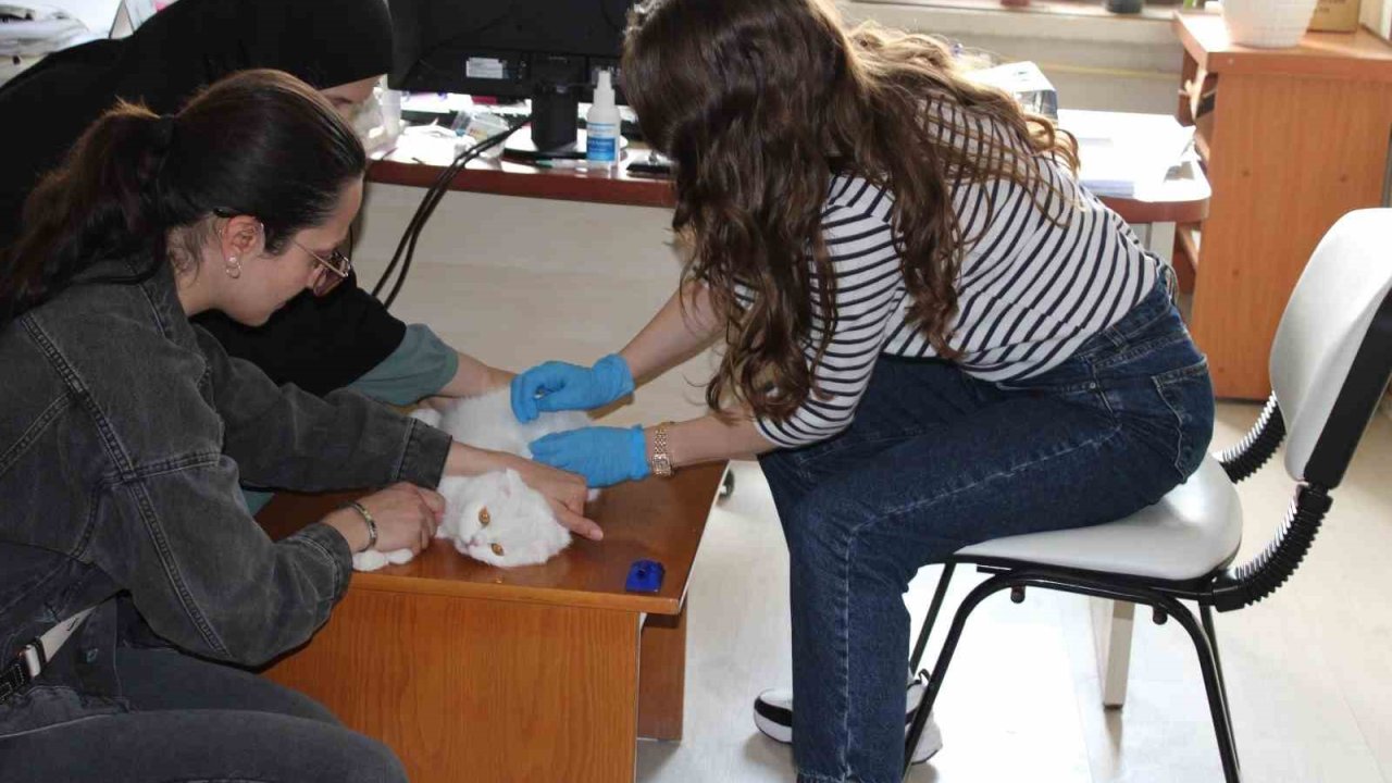 Tercan’da mikroçip çalışmaları devam ediyor