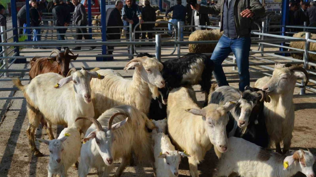 Balıkesir’de şap alarmı: 15 mahalle karantinaya alındı