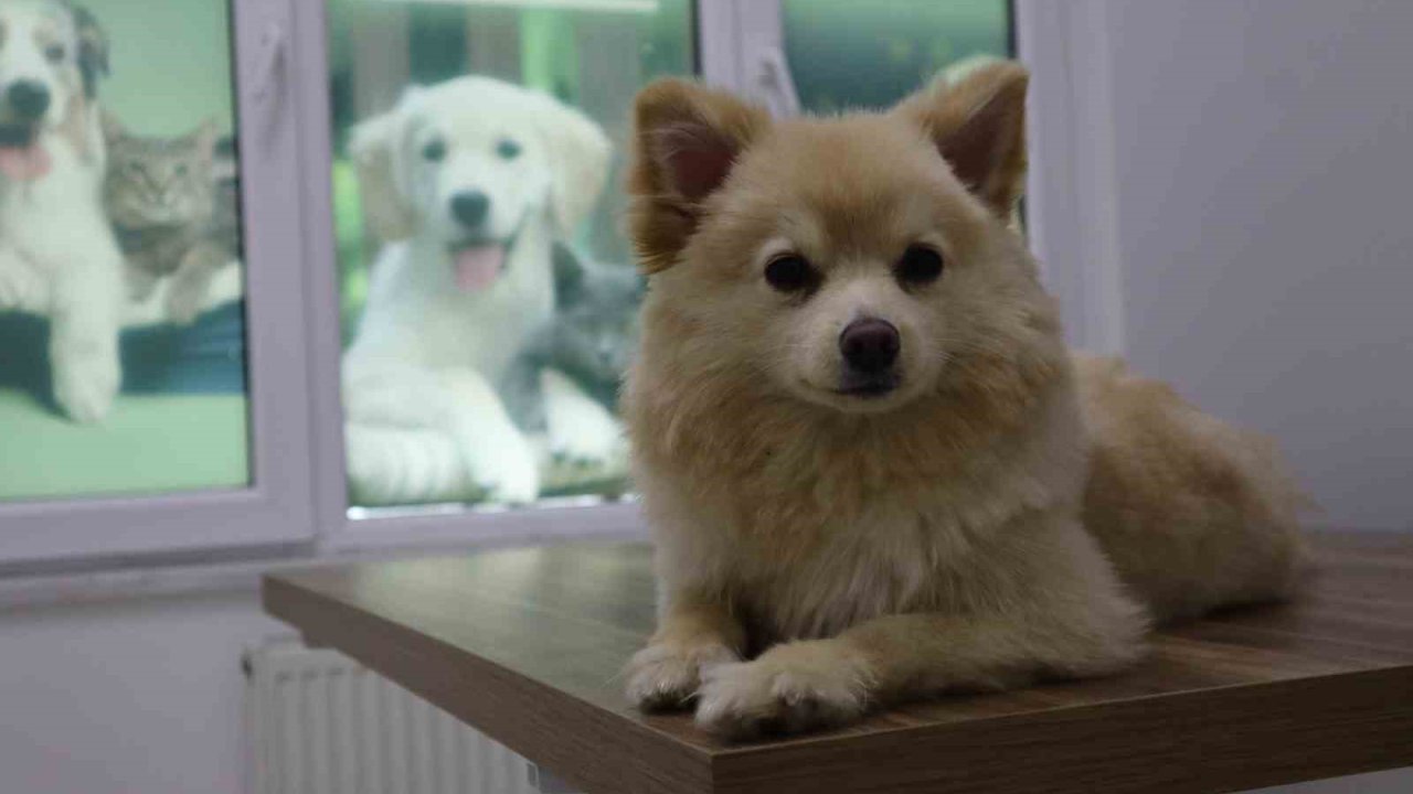 Evcil hayvan sahipleri dikkat: Yaz mevsiminde bunlara dikkat etmek hayati önem taşıyor