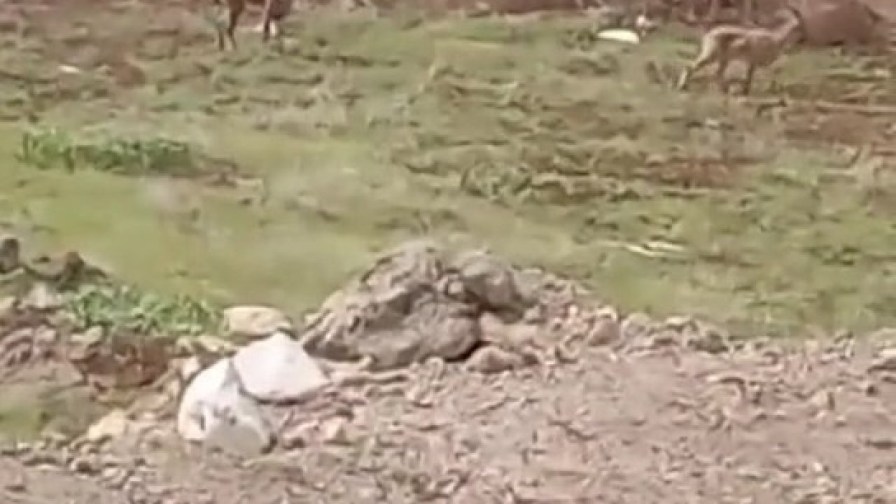 Elazığ’da dağ keçileri görüldü