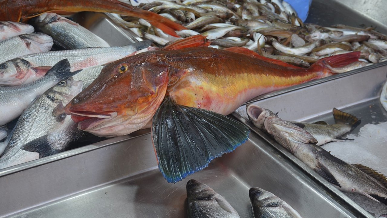 Sinop’ta 5 kiloluk kırlangıç balığı yakalandı