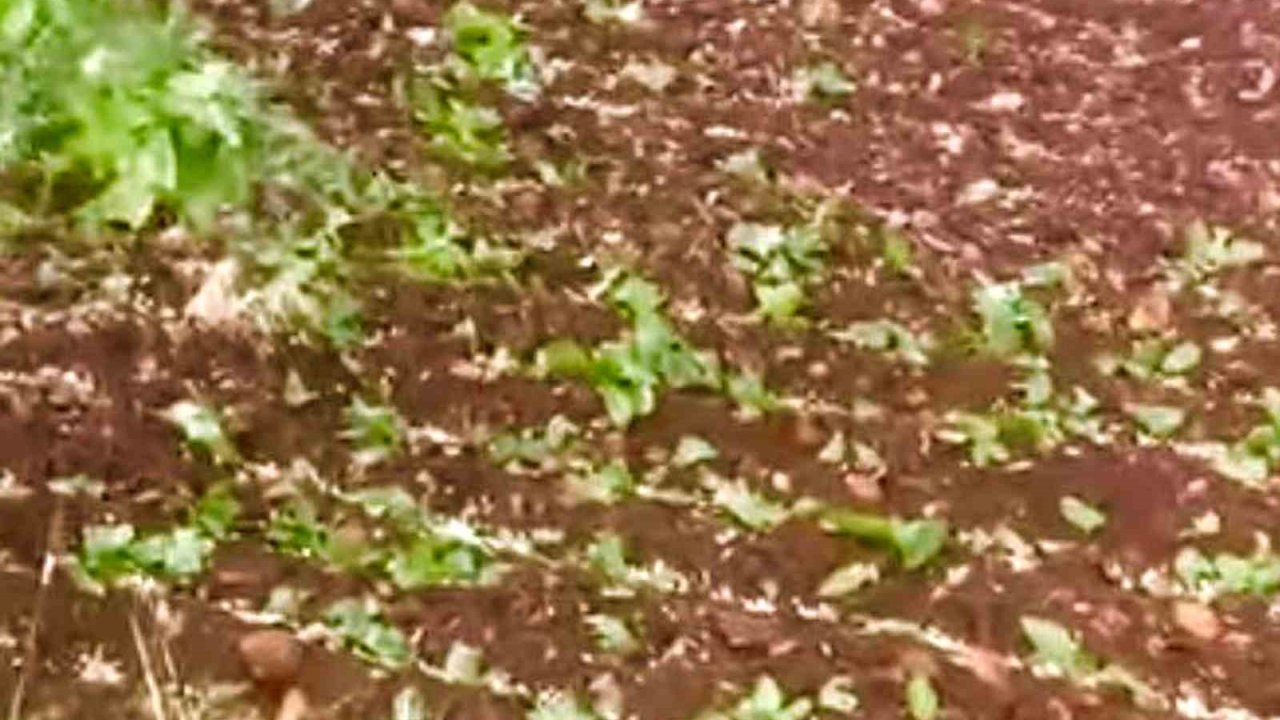 Araban’da dolu yağışı etkili oldu