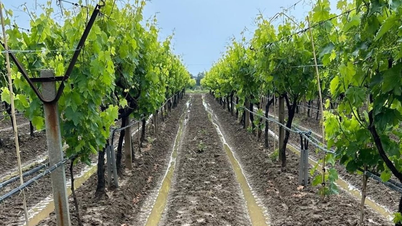 Manisalı bağcılara külleme ve mildiyö hastalığı uyarısı