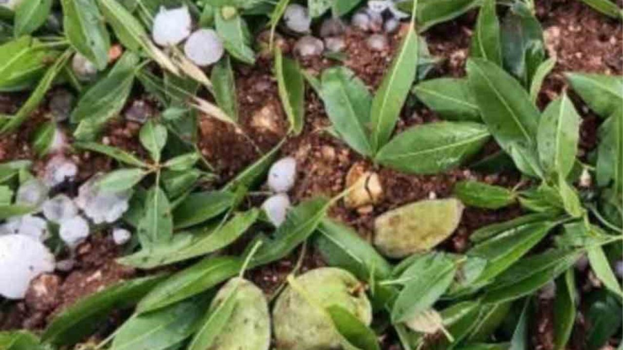 Adıyaman’da ceviz büyüklüğündeki dolu yağışı badem bahçelerine zarar verdi