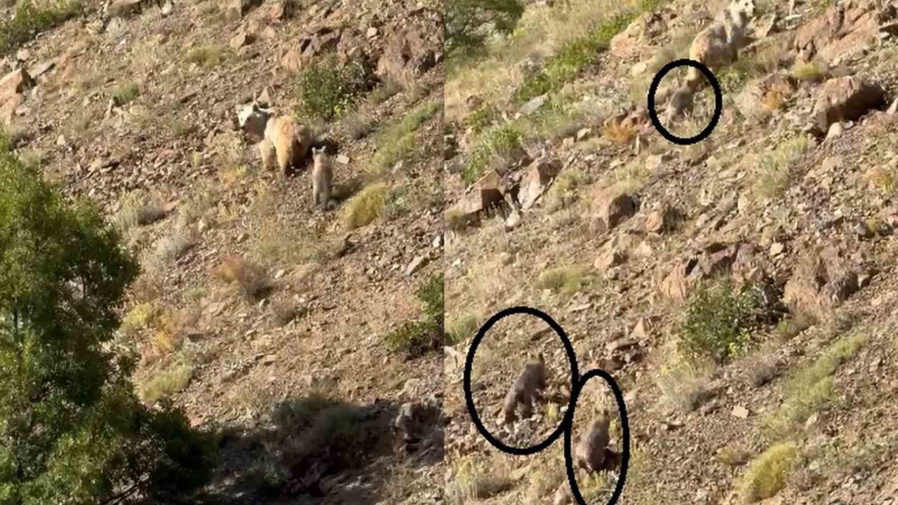 Erzincan’da anne ayı ve 3 yavrusu görüntülendi