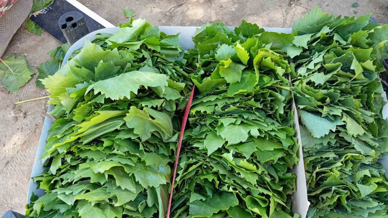 Sarıgöl’de bağ yaprağı sezonu açıldı