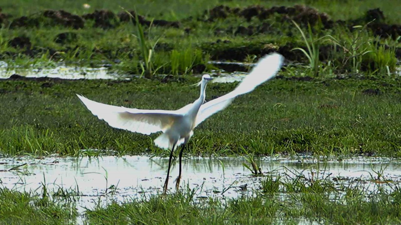 İron Sazlığına kuş akını