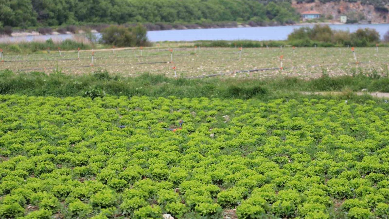Bursa’da göl havzasındaki "yasa dışı" tarıma ilişkin DSİ’den açıklama
