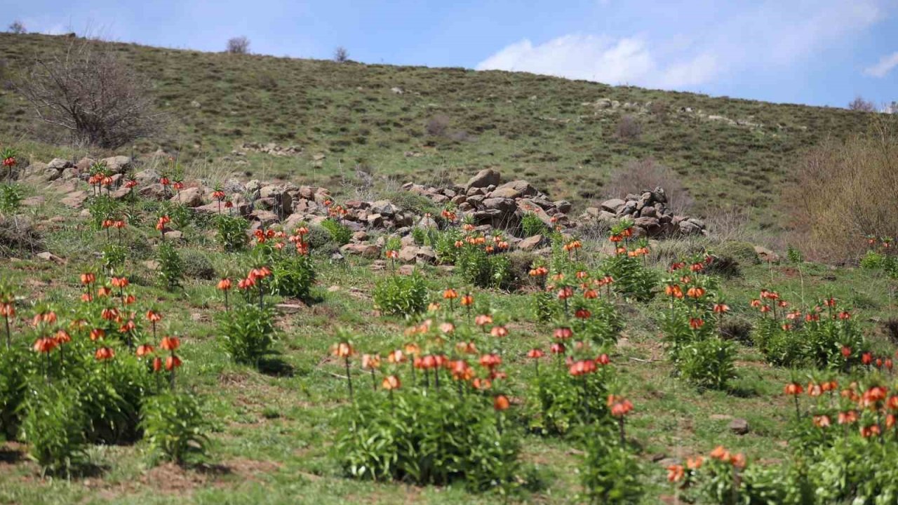 Sadece 20 gün açan ters laleyi koparmanın cezası araba parası