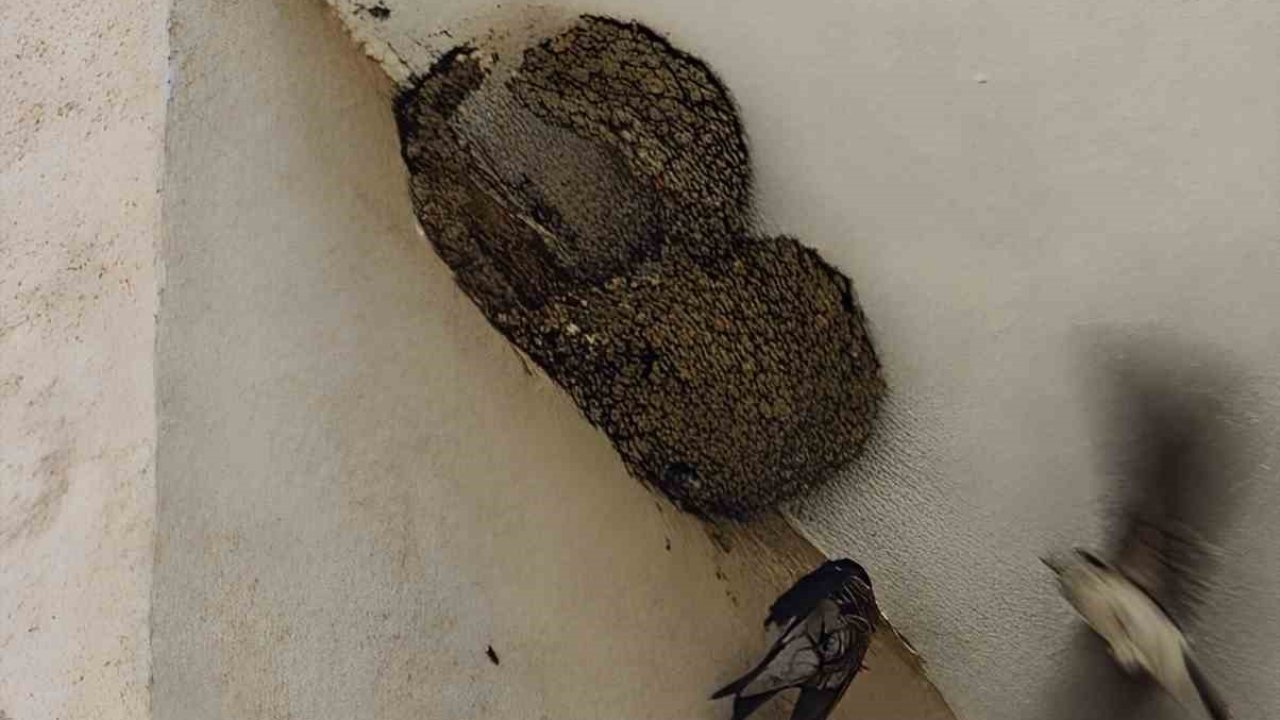 Ayağı takılarak askıda kalan kırlangıcın imdadına itfaiye yetişti