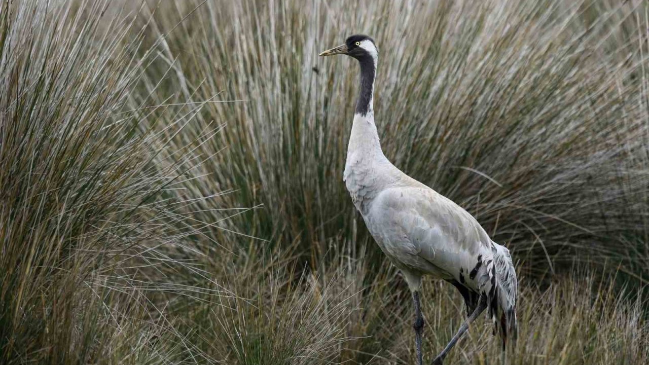 Gökyüzünün sessiz yolcuları için kuş göç rotaları haritalanıyor