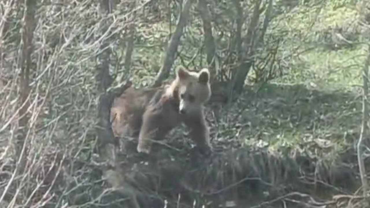 Otomobil kornasıyla ayının dikkatini çekmek istedi