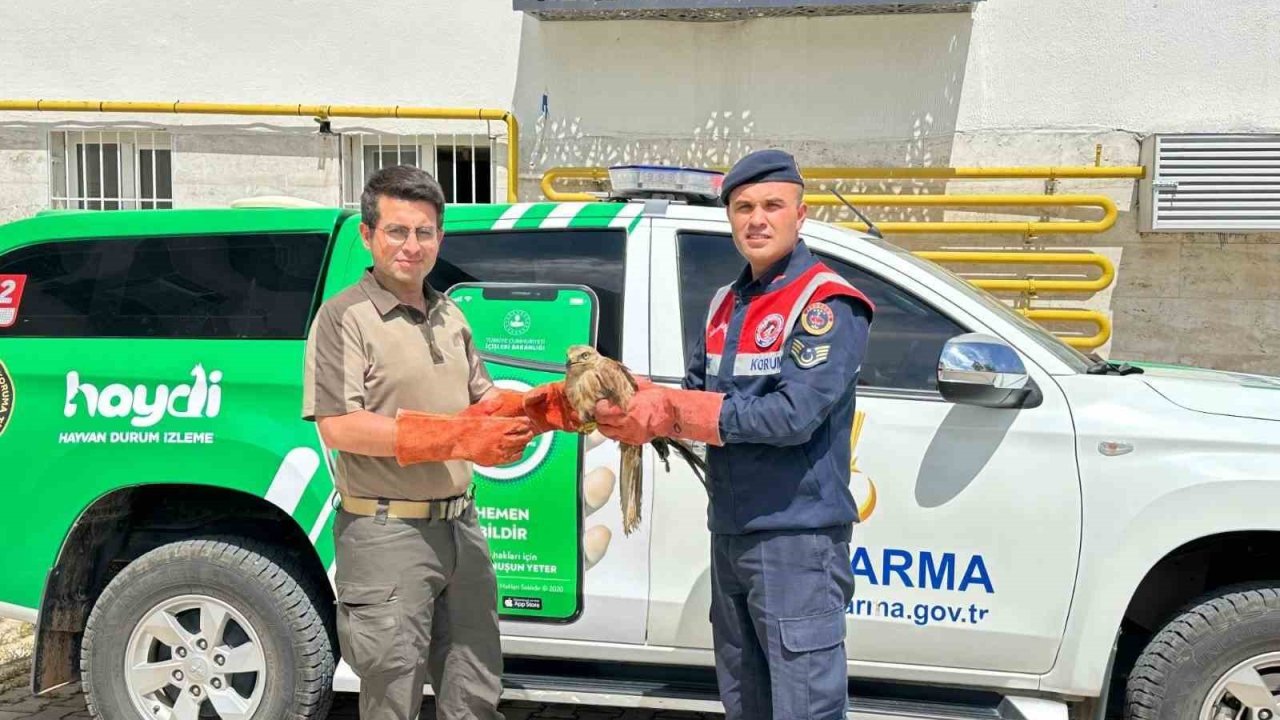Yaralı halde bulunan Kızıl Şahin koruma altına alındı