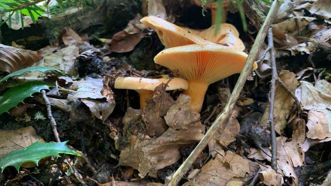 Mantar zehirlenmelerine dikkat