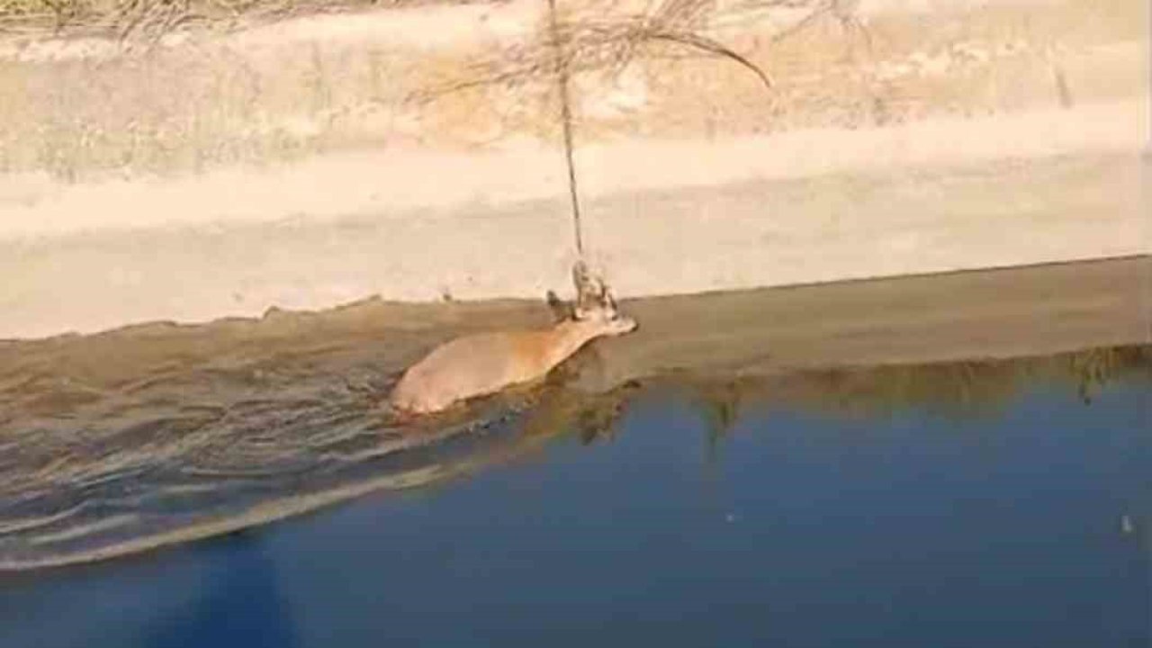 Sulama kanalına düşen karaca vatandaşlar tarafından kurtarıldı