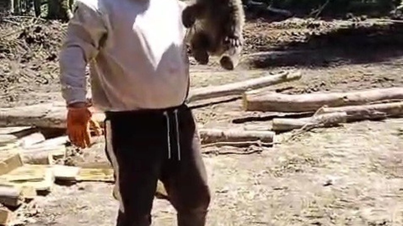 Orman işçilerinin yanına gelen yavru ayı koruma altına alındı