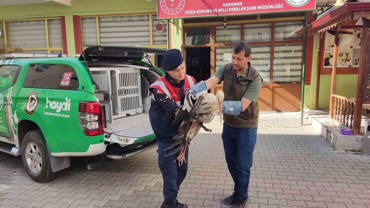 Karaman’da yaralı leylek koruma altına alındı