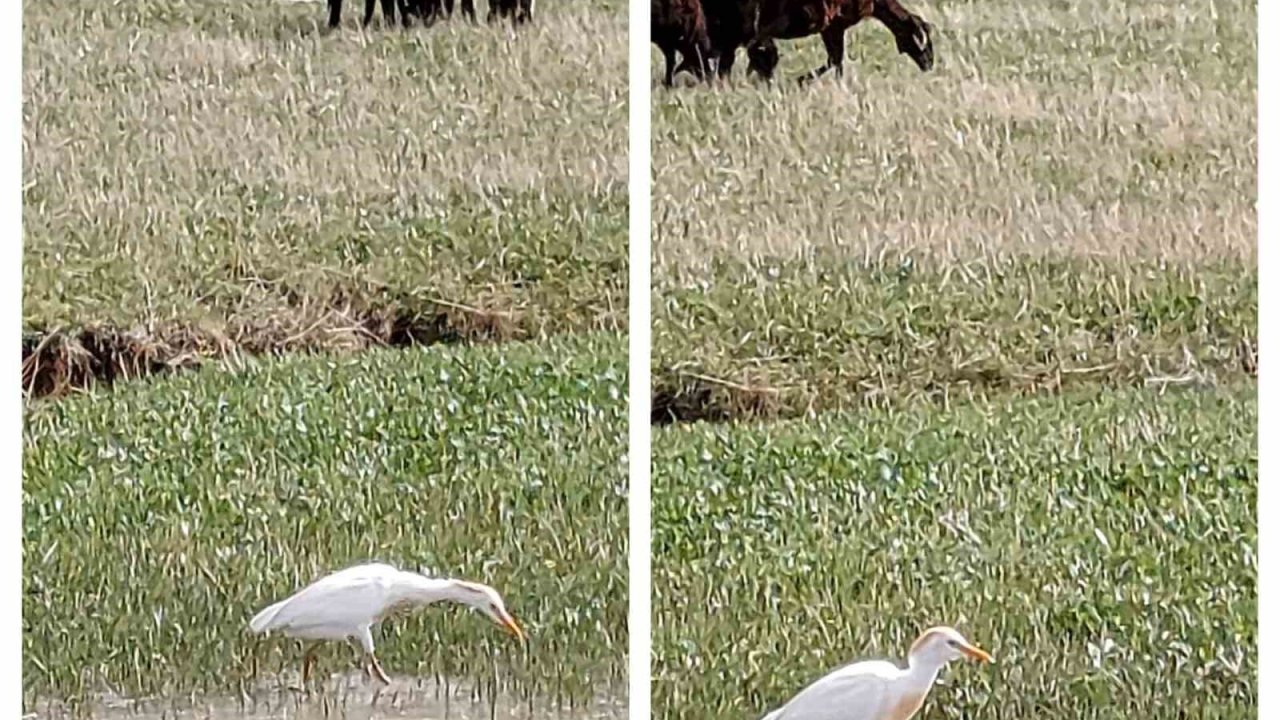 Nadir görülen sığır balıkçılı Diyadin’de