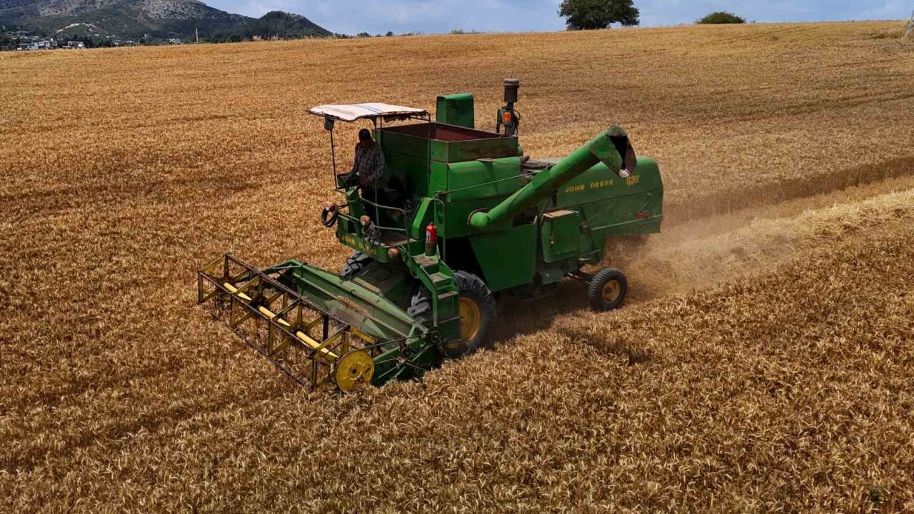 Adana’da buğday hasadı başladı