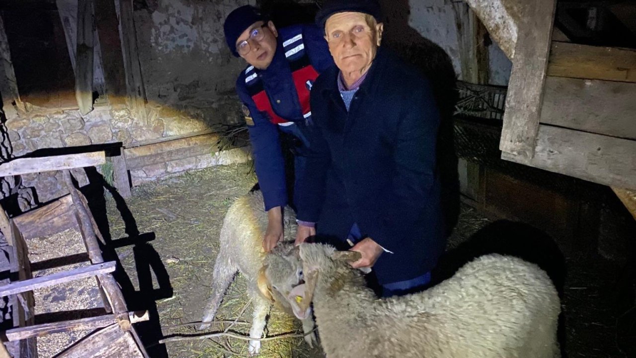 Kayıp hayvanları jandarma buldu