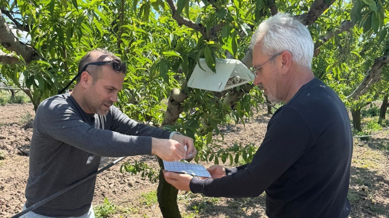 Elazığ’da şeftali güvesine karşı feromon tuzak