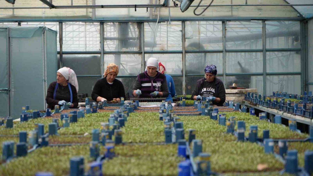 Erzincan seracılıkta hedefini büyütüyor