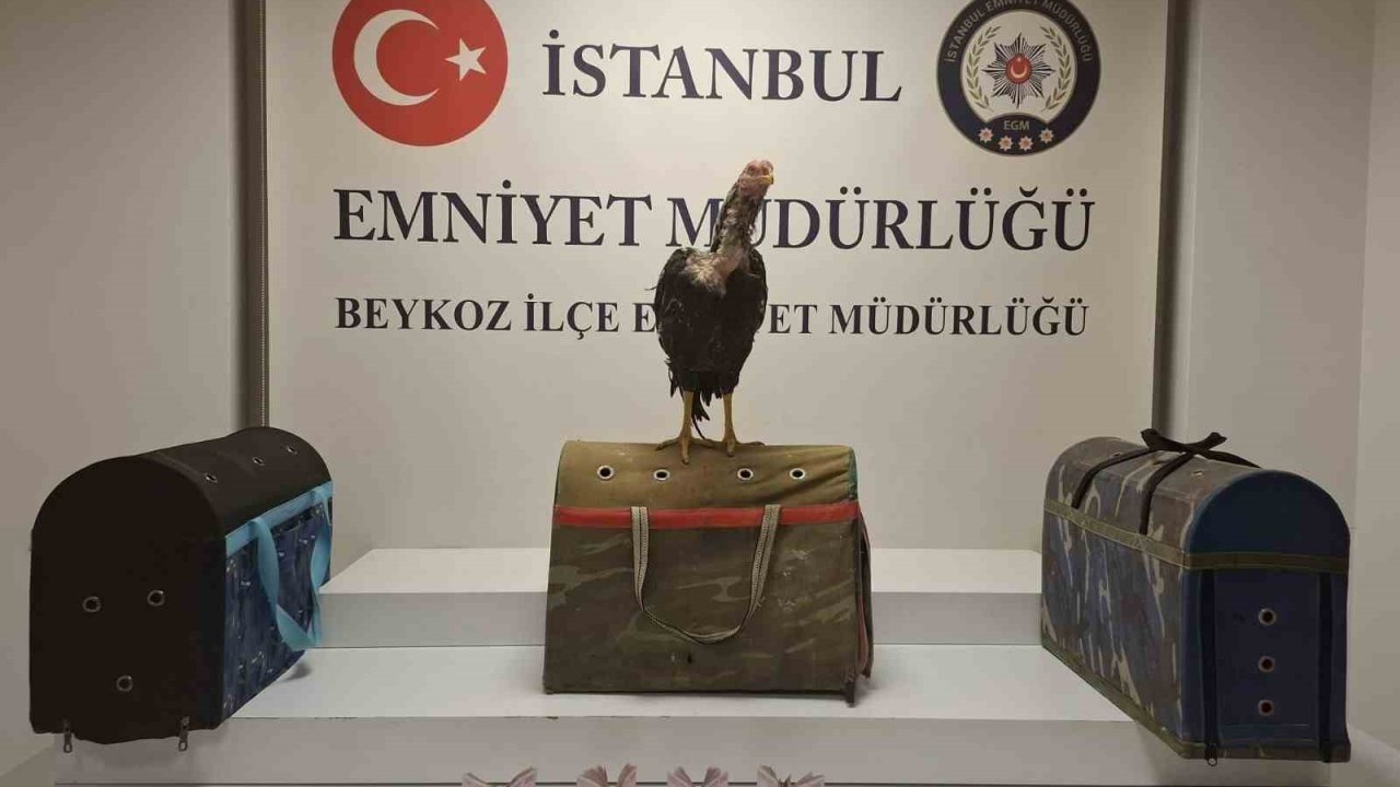 Beykoz’da horoz dövüşüne polis baskını: 21 kişiye 194 bin lira ceza