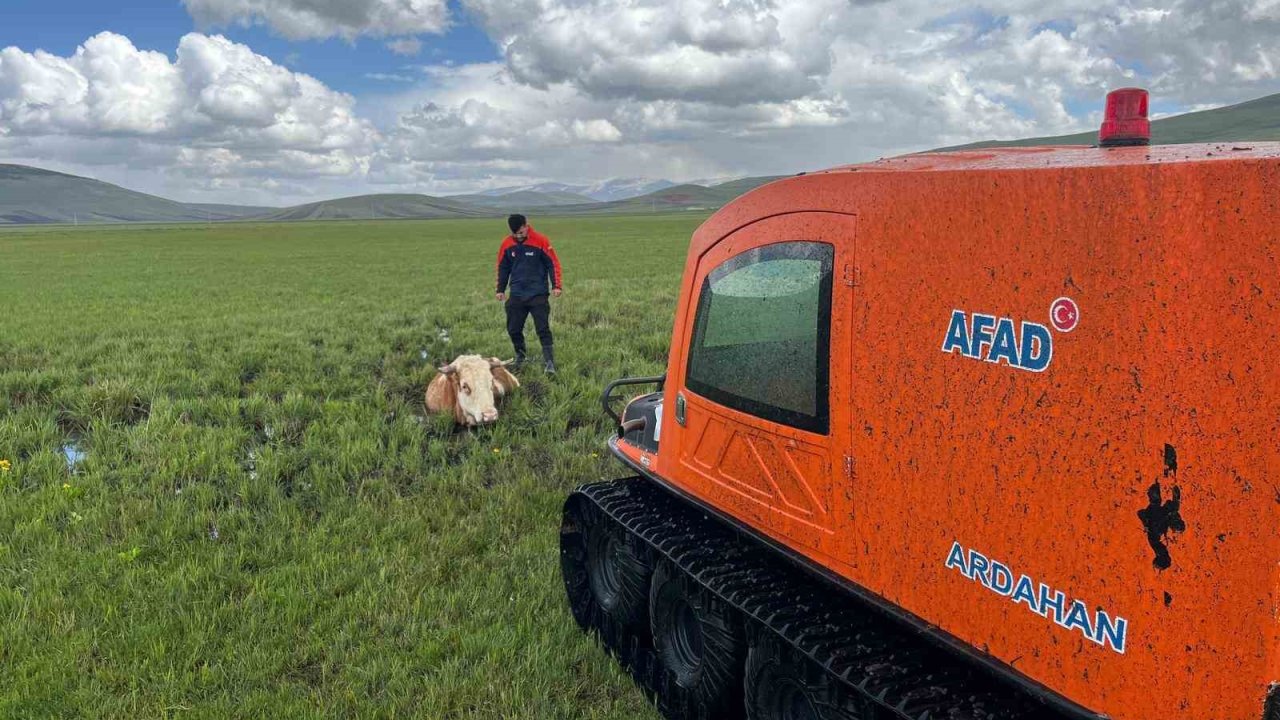 Bataklığa saplanan inek böyle kurtarıldı