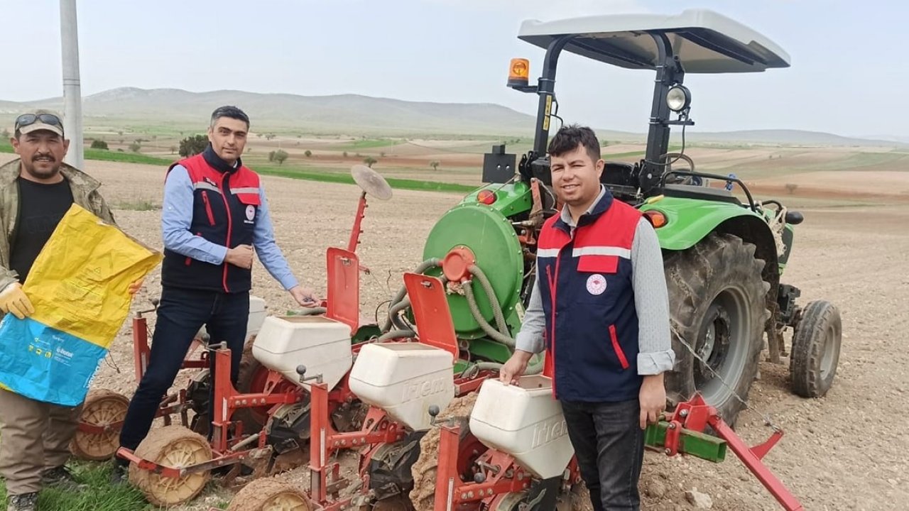 Ayçiçeği ekimlerini yerinde takip ediliyor