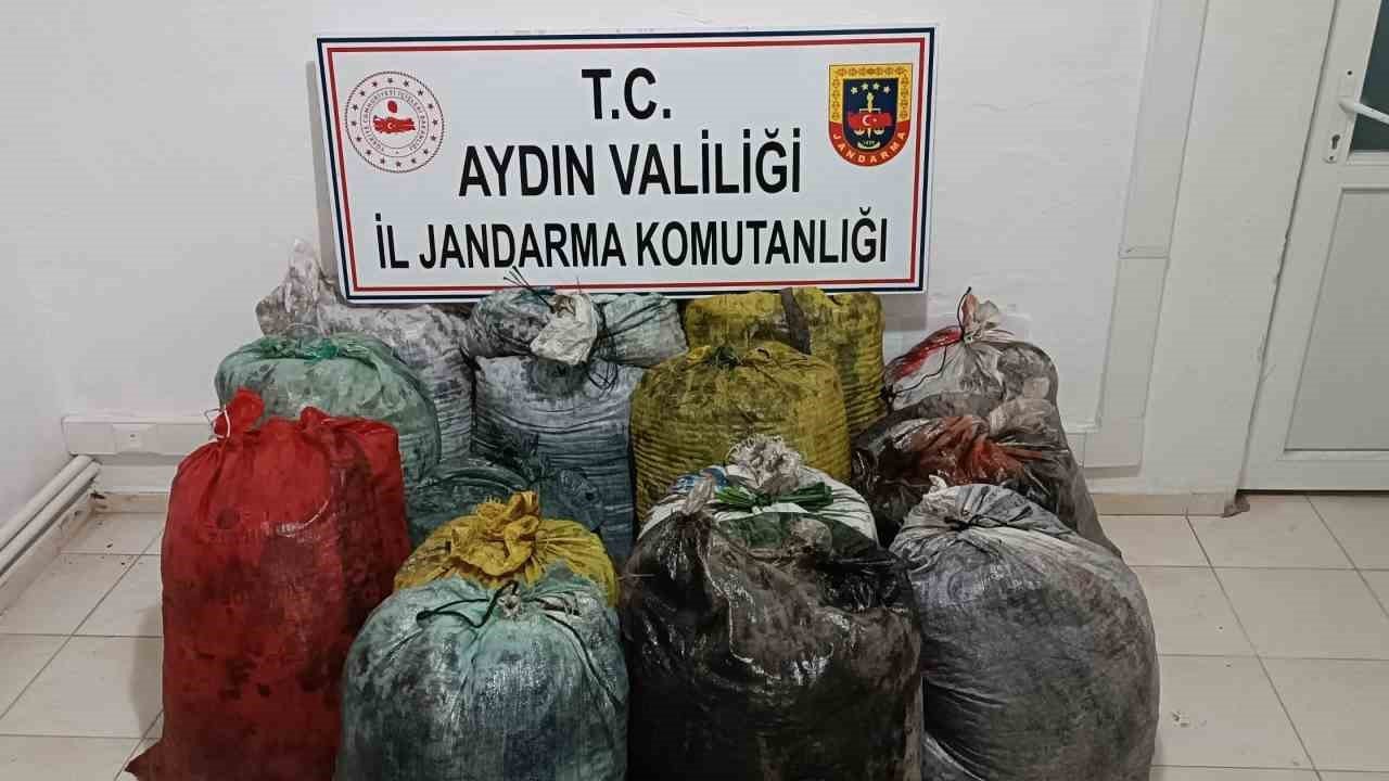 İzinsiz zeytin toplayan 11 şüpheli yakalandı