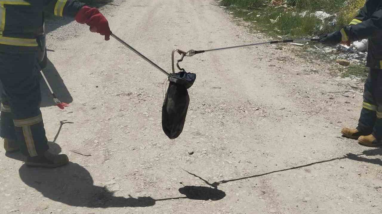 Gediz’de baharın gelmesiyle yılanlar görülmeye başladı
