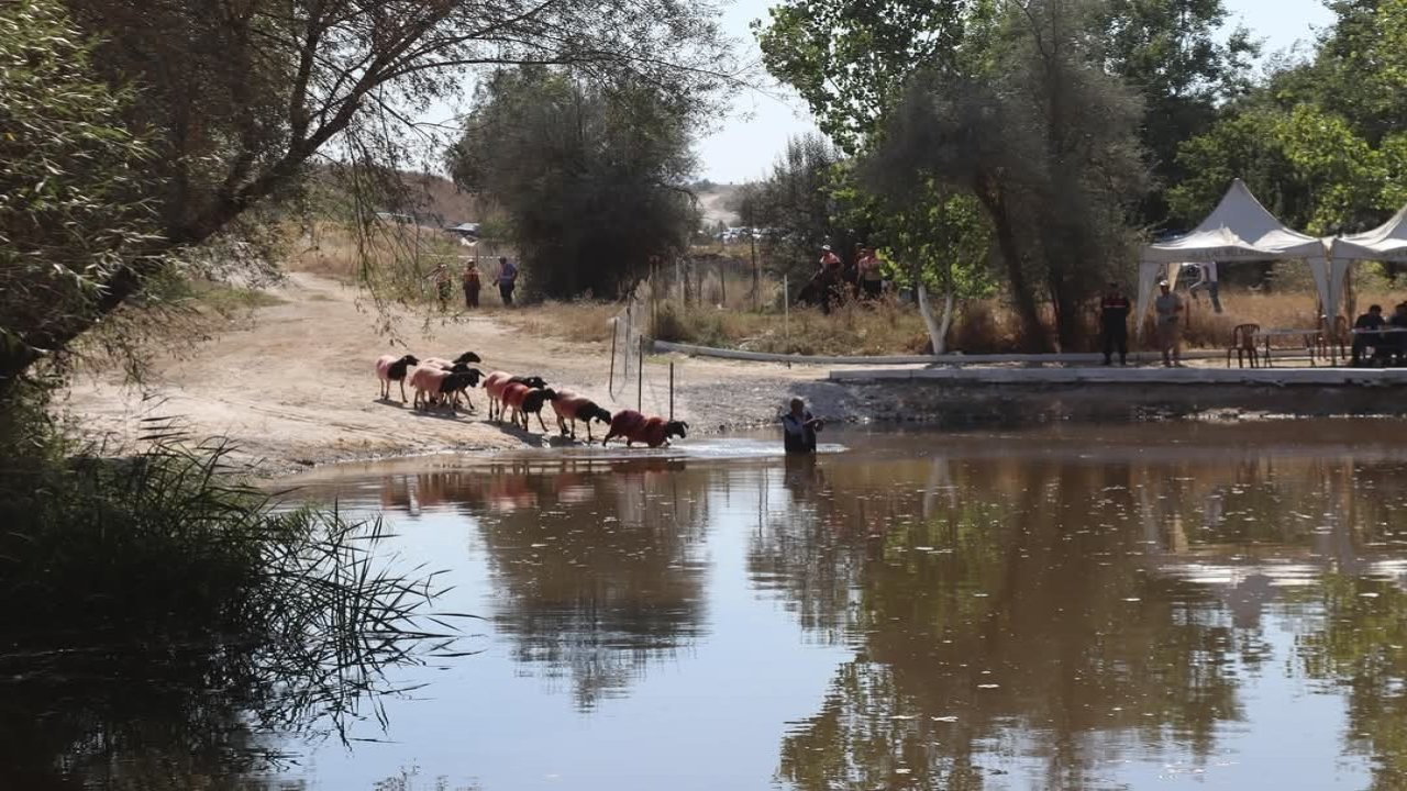 Kınalı koçlar bu yıl sudan daha erken karşıya geçecek