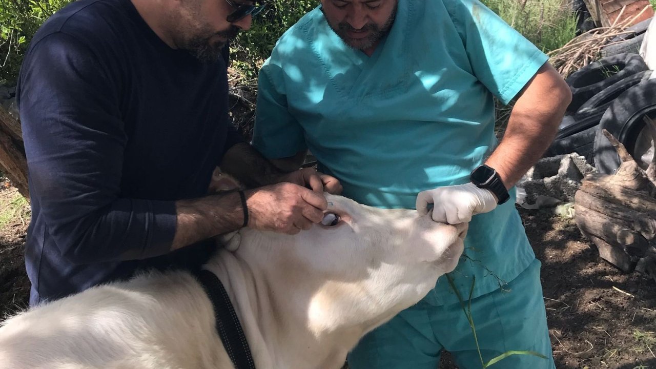 Ortaca Okçular Mahallesi’nde Brucella aşılaması gerçekleştirildi