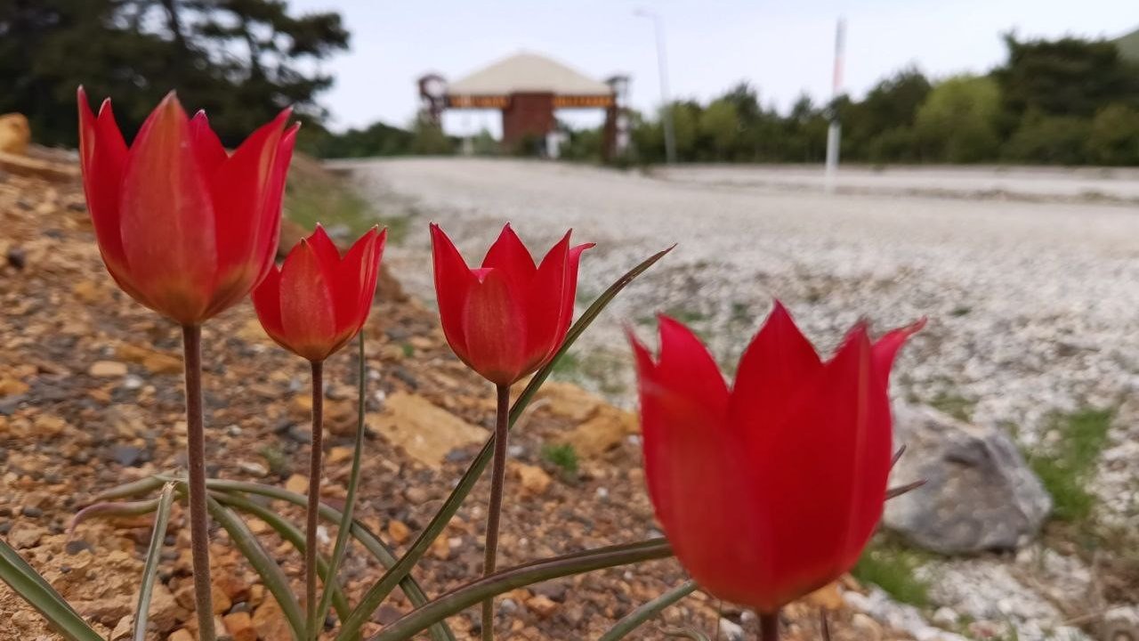 Lalenin anayurdu Orta Asya, kalbi Manisa’da