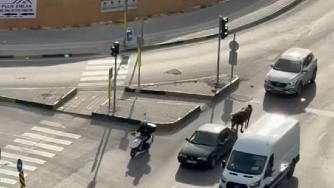 Atı otomobile bağlayarak götüren şahsa bin 986 TL ceza