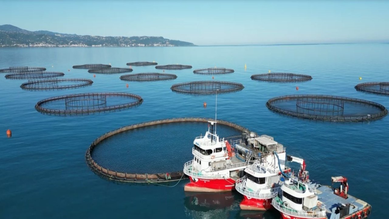 Doğu Karadeniz’de somon hasadı başladı