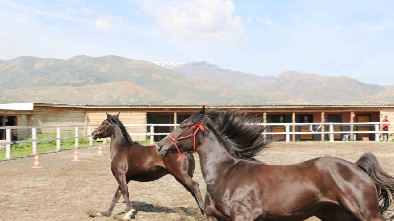 Koçaker, atlı spor kulübünde incelemelerde bulundu