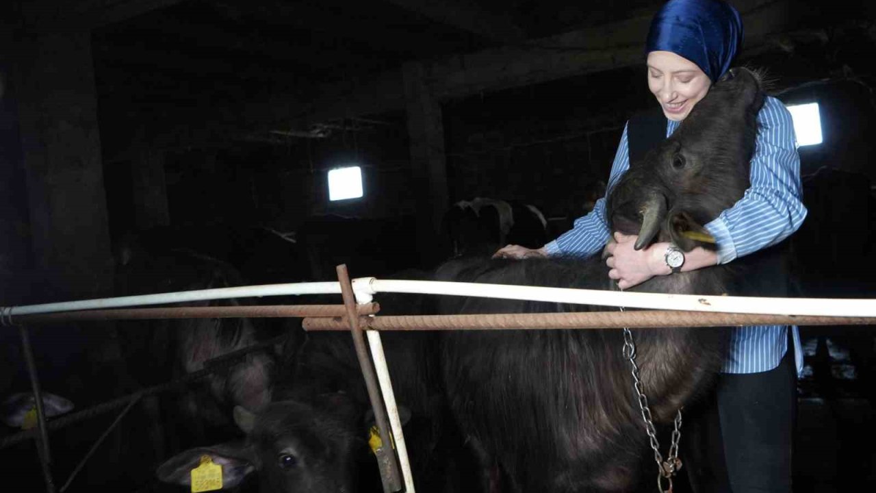 Bayburt’un tek kadın manda yetiştiricisi devlet desteğiyle kendi çiftliğini kurdu: Mandaları köyün simgesi oldu