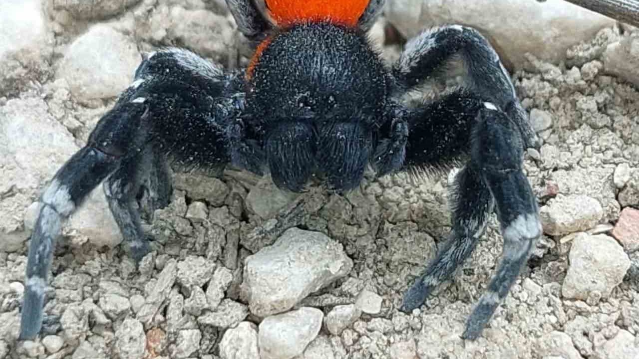 Çanakkale’de ender rastlanan bir örümcek türü görüldü