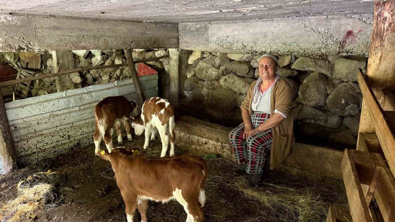 Artvin’de bir inek dördüz doğurdu, aile büyük sevinç yaşadı