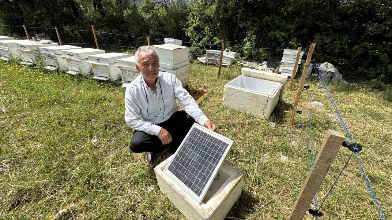 Antalya’da arı kovanlarına dadanan ayılara elektrik telli önlem