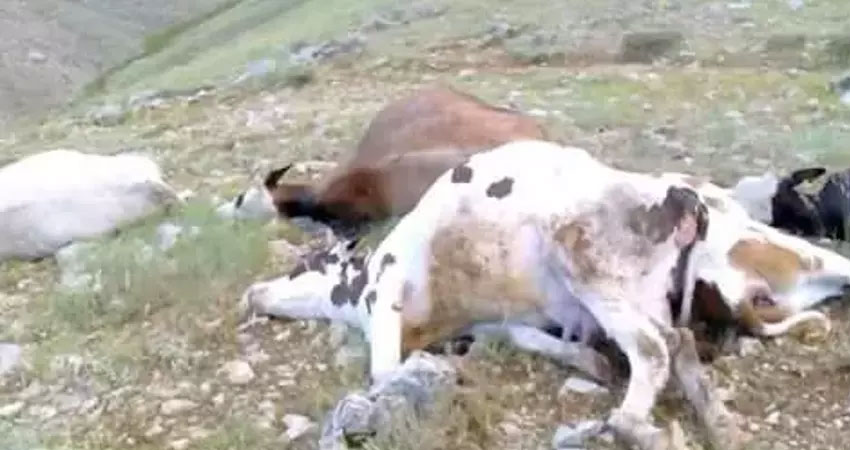 Kars'ta yıldırım düşmesi sonucu hayvanlar telef oldu!
