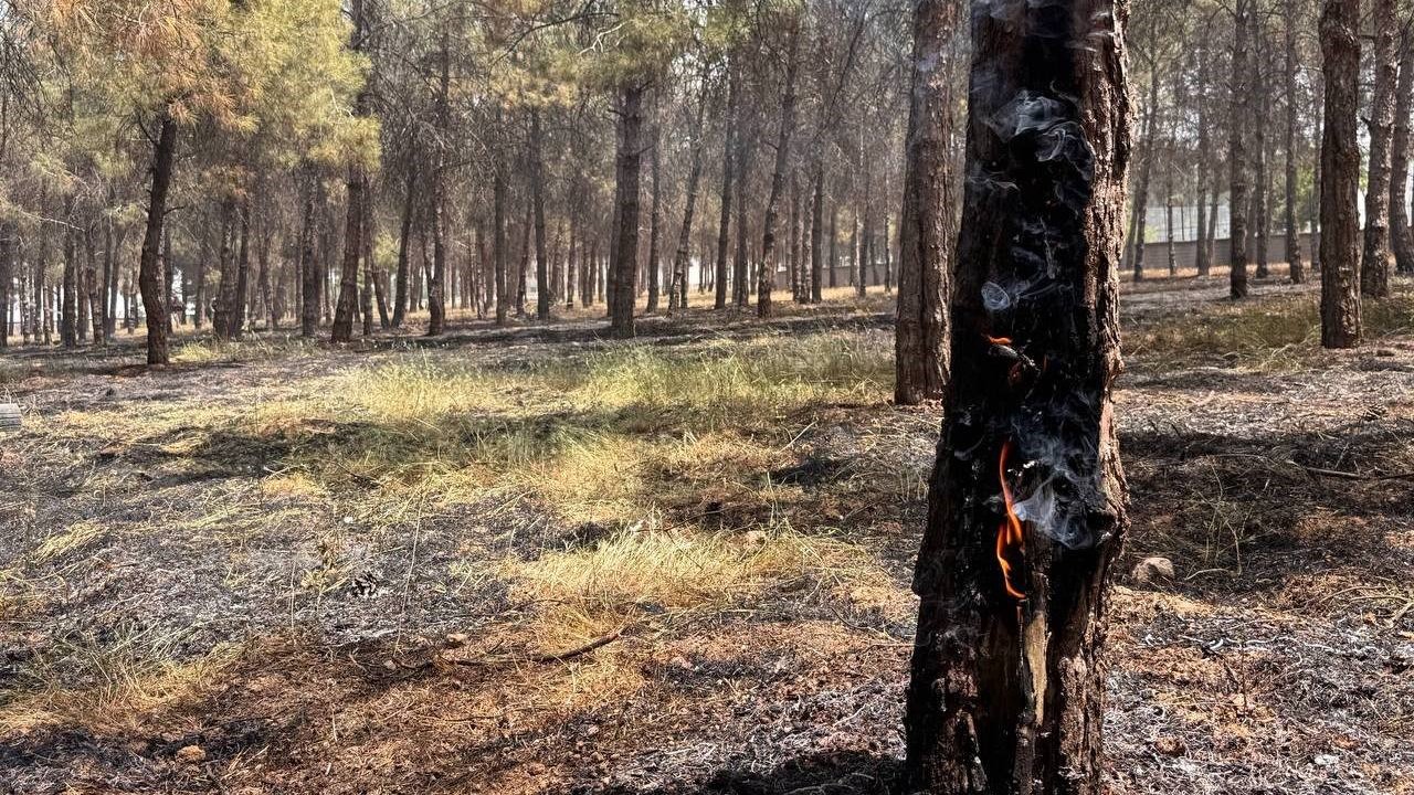 Ormanlık alandaki ağaçlar yandı