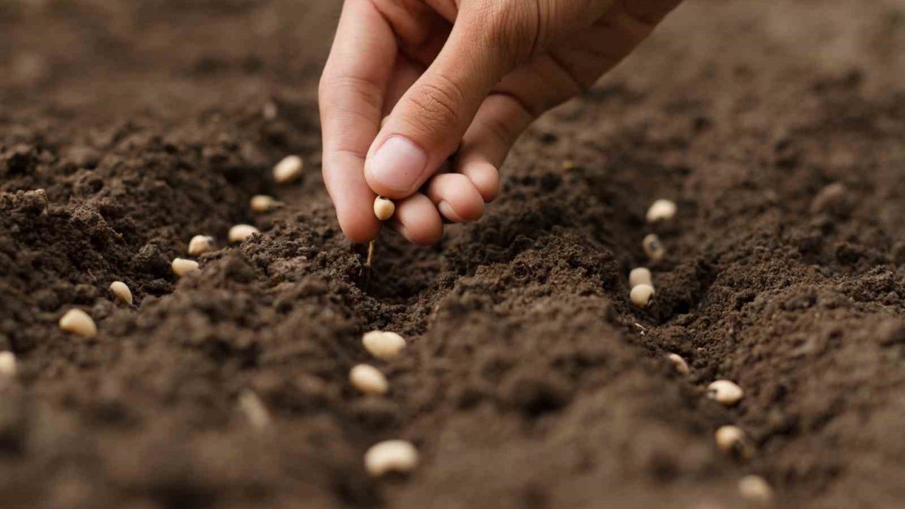 Türkiye’nin tohum ve fide üretimi arttı meyve fidanı üretimi ise 10,7 milyon azaldı