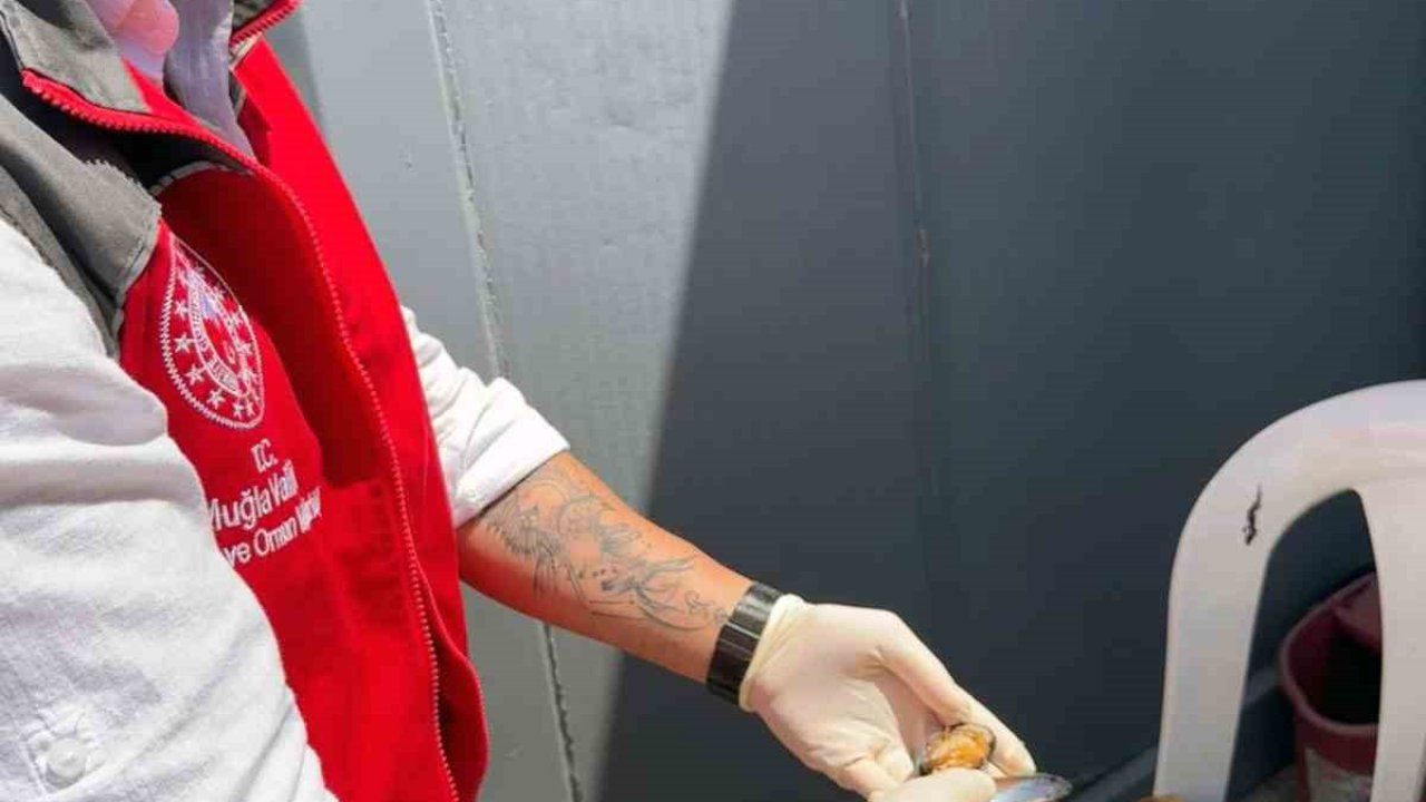 100 Kilogram sağlıksız midyeye el konuldu