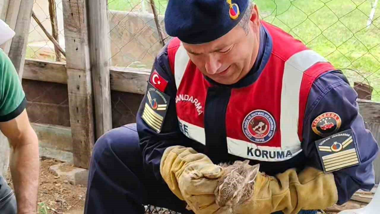 Yavru yaban tavşanına jandarmadan yardım eli