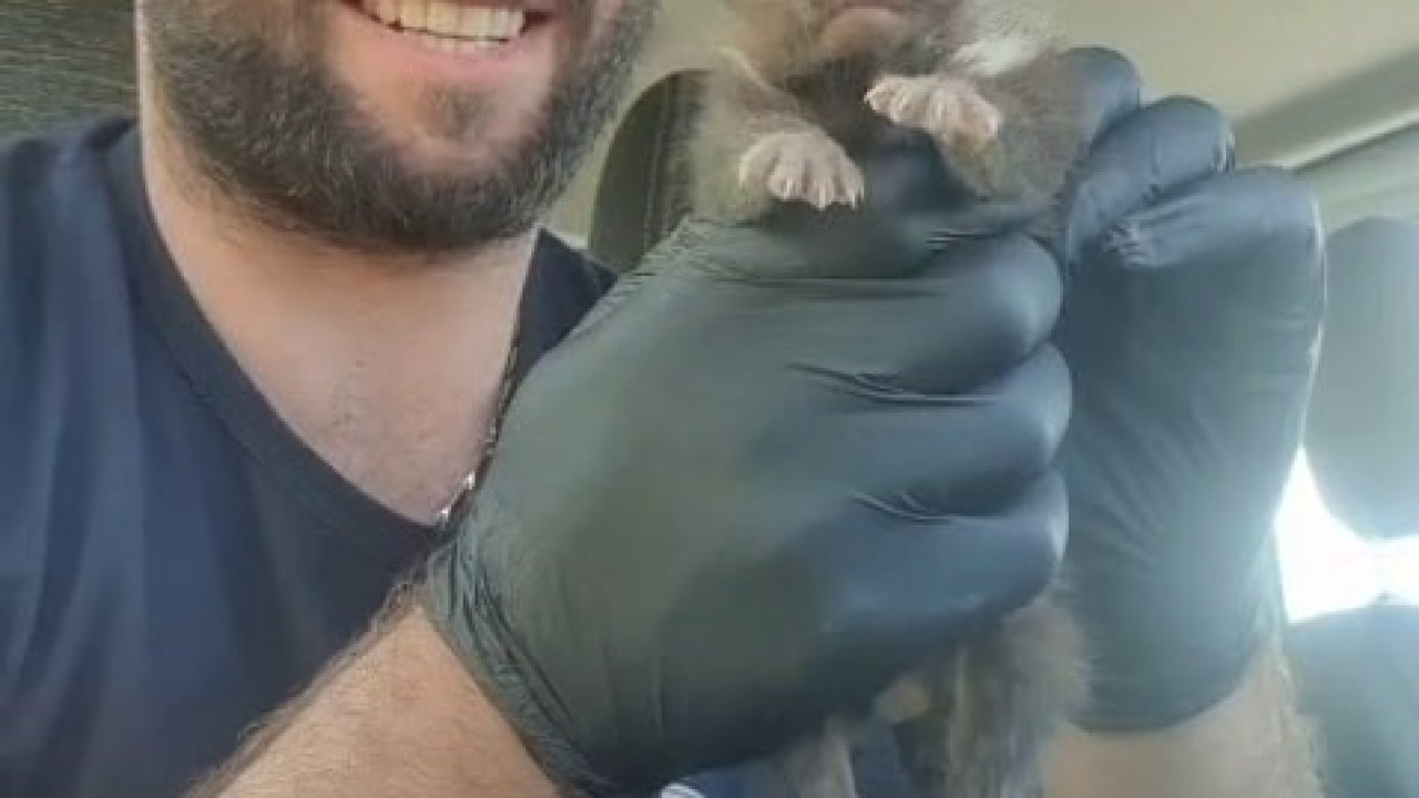 Ayı yavrusu sanılan hayvan sansar yavrusu çıktı